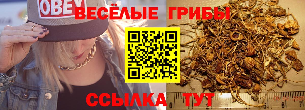 Галлюциногенные грибы Cubensis  Псилоцибиновые грибы мицелий  Кемерово  Вход с VPN 